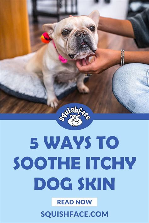 5 itchy dog skin remedies dog health care – Artofit