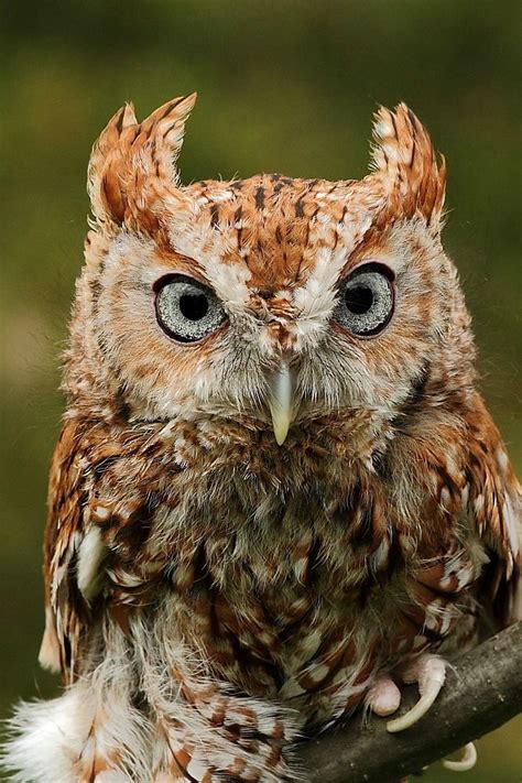 Eastern Screech Owl By Hem Tripathi Eastern Screech Owl Owl Photos