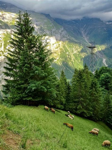 The Alpine Pasture Photograph By Spacewalk Fine Art America