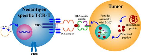 Frontiers Neoantigen Specific T Cells Derived From T Cell Derived