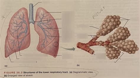 Lower Respiratory Tract Diagram | Quizlet