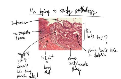 Me trying to study pathology... : r/medicalschool