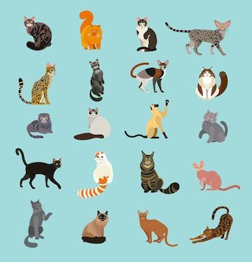 premium vector cat breeds poster cats   world cat breeds