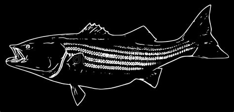 Striped Bass Vintage Illustration Stock Vector Illustration Of