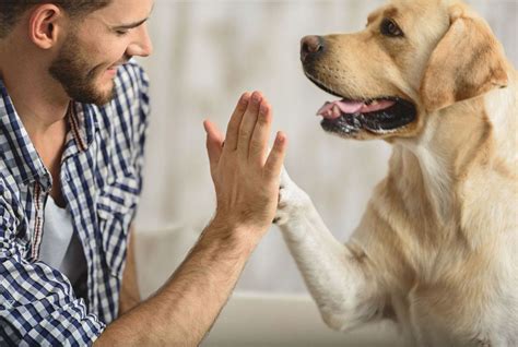 Les chiens comprennent certains mots selon une étude