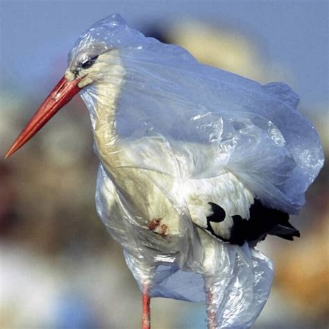 Plastic In The Ocean For Animals, Plastic Is Turning The Ocean Into A ...