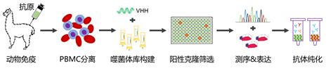 羊驼纳米抗体制备