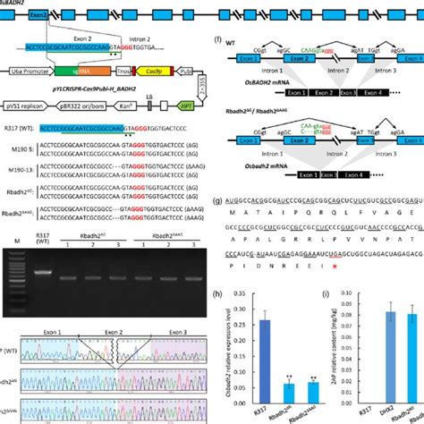 Crisprcas9 Mediated Exon Skipping Induction In Rice A Osbadh2 Gene Download Scientific