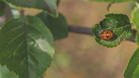 Free picture: Ladybug – ladybird larva (Coccinellidae) on dark green leaf