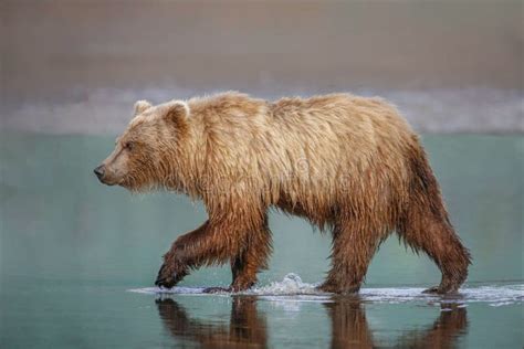 Perfil Lateral De Um Urso Urso Pardo Ursus Arctos Horribilis Andando Ao