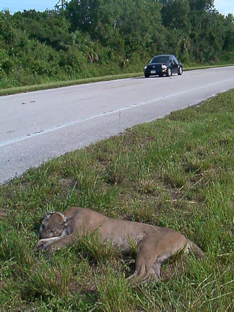 Figure 1 From Endangered Florida Panther Population Size Determined