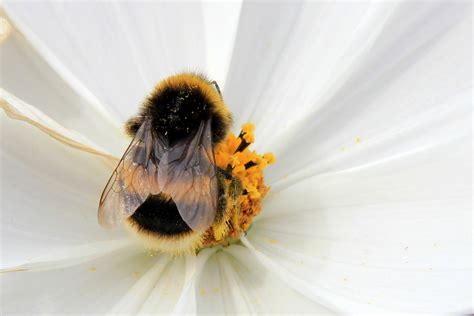 Macro photography of Honey Bee perched on white flower HD wallpaper ...