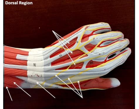 dorsal region hand Quiz