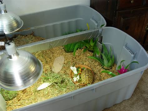 diy grid cage tortoise table artofit