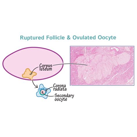 Histology Glossary Histology Ovarian Follicle Ditki Medical