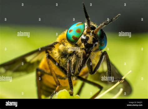 Portrait Of A Horse Fly Stock Photo Alamy