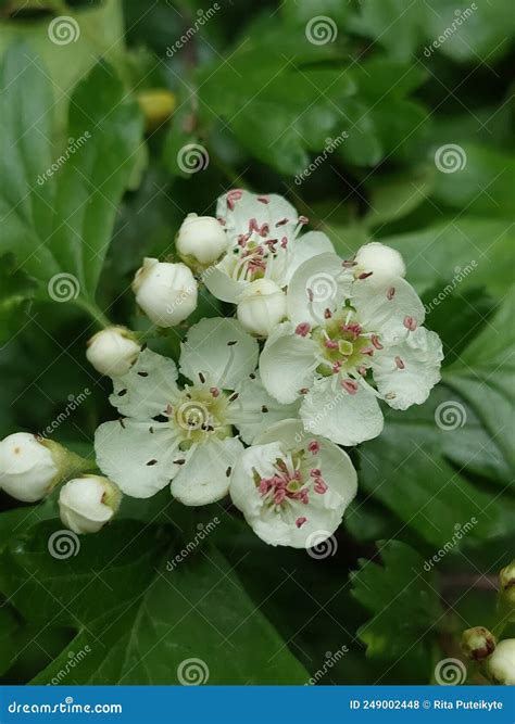 Crataegus flowering shrub stock photo. Image of hawthorn - 249002448