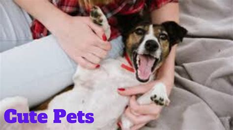 💥cute Pets Fails Viral Weekly😂🙃💥of 2020 Funny Animal Videos💥👌 Youtube