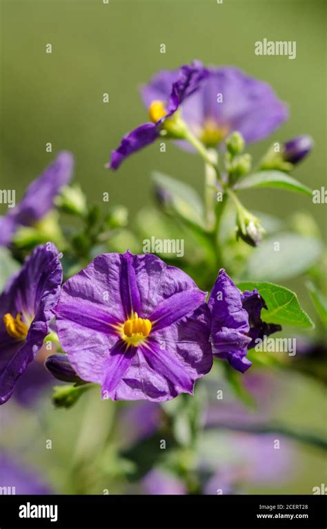 Lycianthes Rantonnetii Known As Blue Potato Bush Or Paraguay