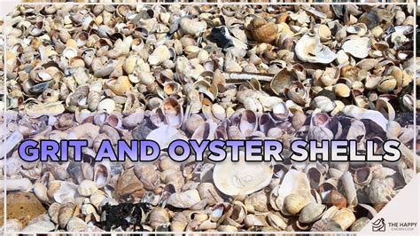 Dont Miss This Do Your Chickens Need Grit And Oyster Shell Youtube