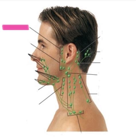 lymph nodes flashcards quizlet