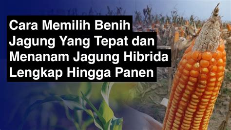 Kunci Sukses Budidaya Jagung Hibrida Dari Cara Memilih Benih Yang Tepat