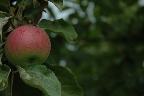 Apple Apfel Obst Kostenloses Foto Auf Pixabay Pixabay