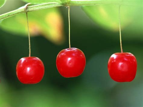 Cherry Wallpapers Wallpaper Cave