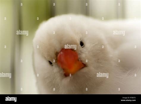 white finch bird Stock Photo - Alamy