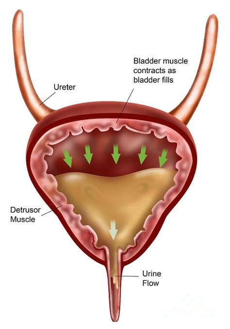 Bladder Photograph by Gwen Shockey - Pixels 