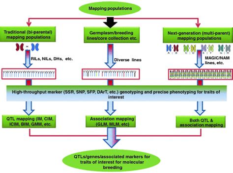 Qtl Mapping Methodology And Applications In Cereal Breeding Springerlink