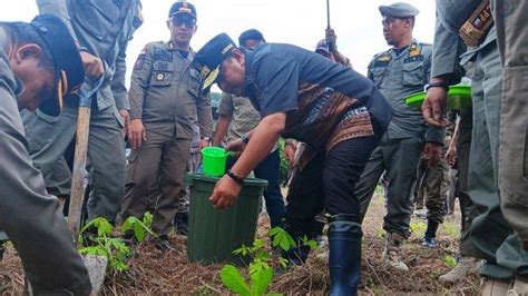 Pj Gubernur Sulbar Tanam 1 000 Pohon Pisang Cavendish Mau Buat Lomba