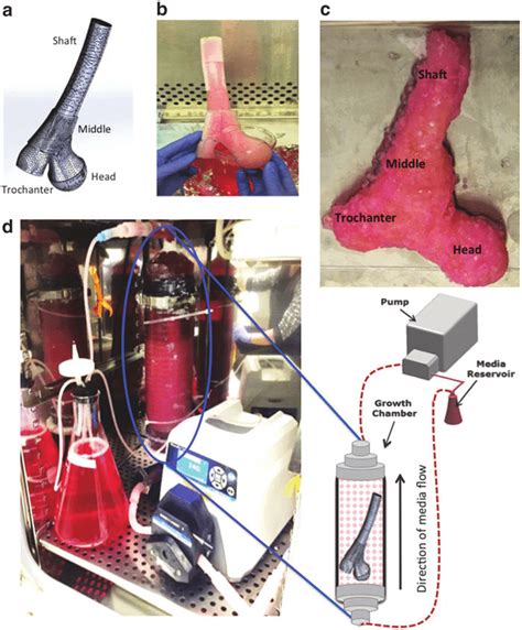 Design Fabrication And Culture Of Human Femur Graft A Solidworks