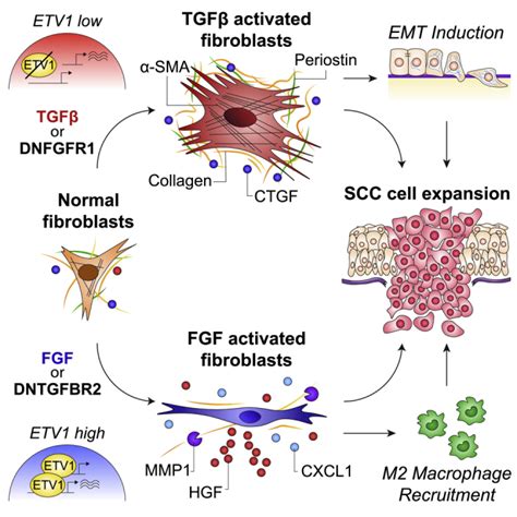 Dualism Of Fgf And Tgf Signaling In Heterogeneous Cancer Associated