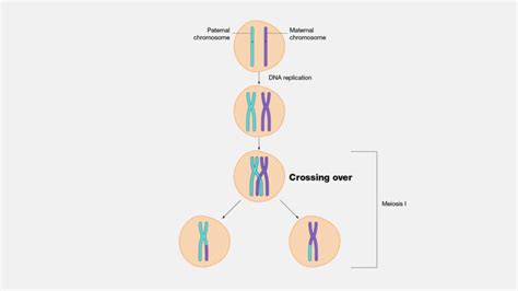 Crossing Over - Biology Simple