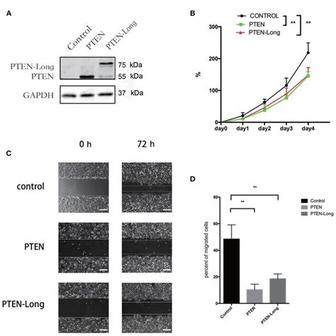 Pten Long Induces Apoptosis Of Hepg Cells A Flow Cytometric