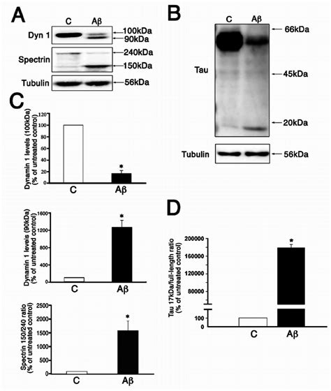 A β Induced Dynamin 1 And Tau Cleavage In Cultured Hippocampal Neurons