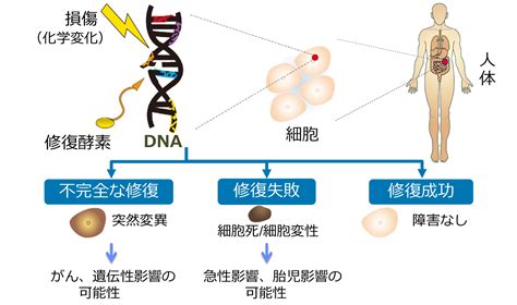 環境省放射線による健康影響等に関するポータルサイト ④ 健康影響の発生メカニズム