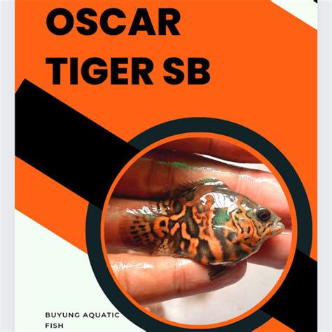 Jual Ikan Oscar Tiger Short Bodyikan Predatorikan Hias Air Tawarunik