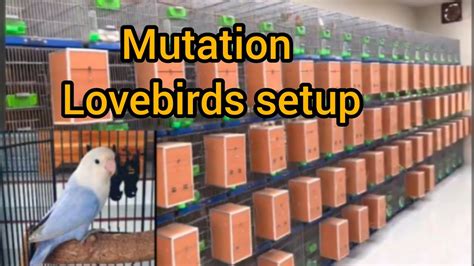 Mutation Lovebirds Set Up Lovebirds Breeding Setup Lovebirds