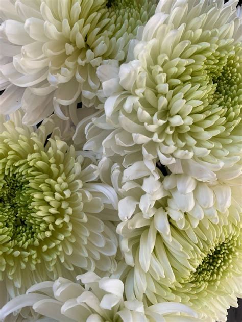 White And Green Flowers Are In A Vase