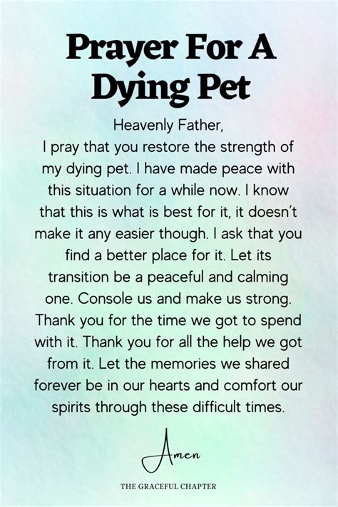 8 Beautiful Prayers For Pets The Graceful Chapter