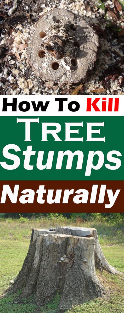 How To Kill Tree Stumps Naturally Removing Tree Stump