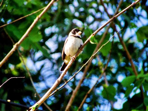 Foto Golinho Sporophila Albogularis Por Jackson Forte Wiki Aves A