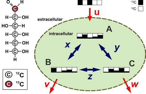 Metabolic Flux Analysis With C Labeling Experiments Cflux Net