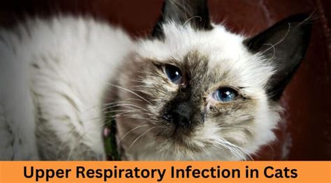 Upper Respiratory Infection In Cats Petshub Pk