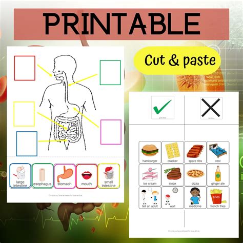 Free digestive system worksheet for kids, Download Free digestive system worksheet for kids png ...