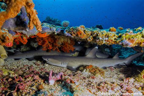 Marine Life Feature: White Tip Reef Shark with Murex Dive ResortsMurex Dive Resorts