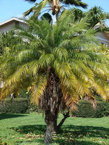 Pygmy Date Palm Care Poisonous Lifespan Phoenix Roebelenii