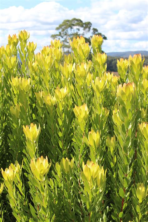 Leucadendron Ausflora Pacific Leucadendron Safari Gold Strike